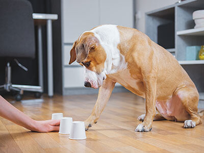 Dog playing memory game with PeakTails supplement as treat