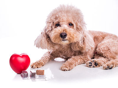 National Heartworm Awareness Month