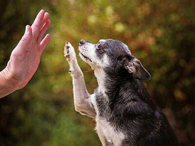 National pet senior month