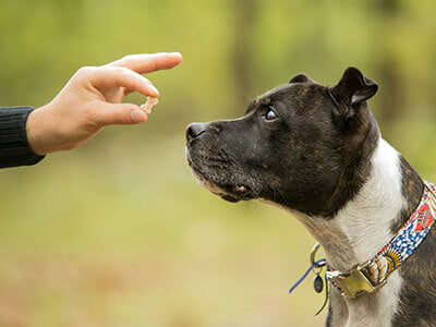 dog being trained with peaktails supplement
