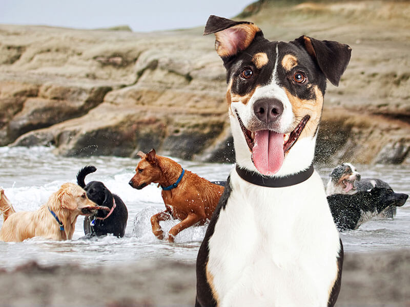 dogs playing in the water
