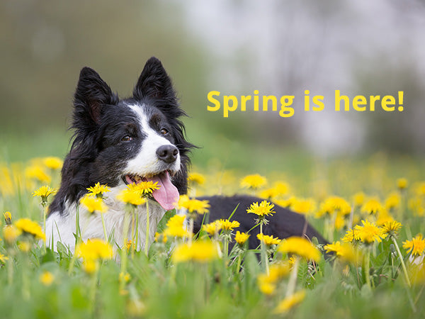 Protecting Your Pet this Spring from Heartworms and Ticks