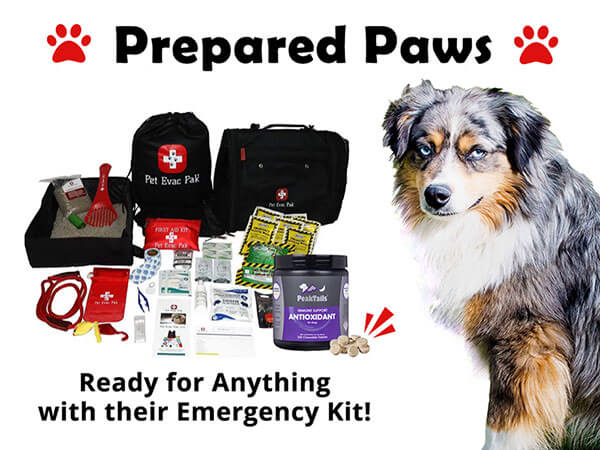 June is Pet Emergency Preparedness Month