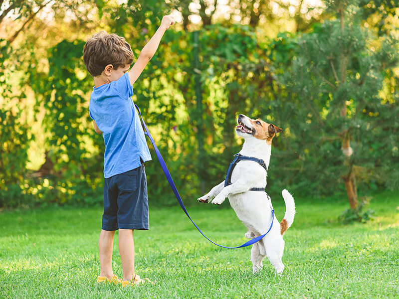 National Pet Wellness Month