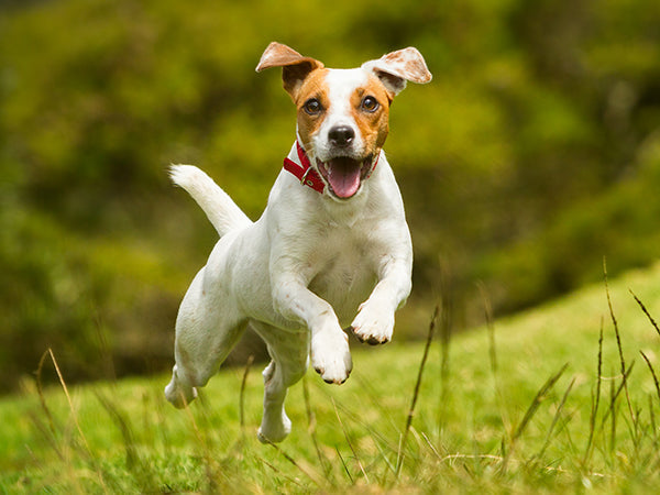 PeakTails Antioxidants – Add It to Your Pet’s Wellness Checklist!