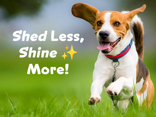 Spring Into Wellness: How to Keep Your Pet Healthy This Season