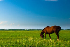 Horses They’re Just Like Us