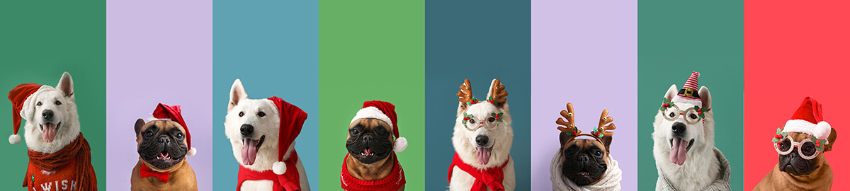 dogs dressed in holiday decor