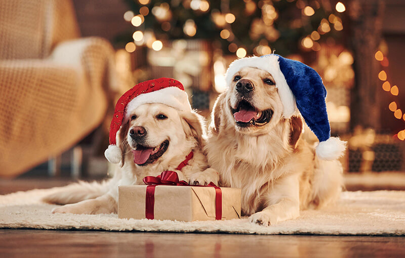 two dogs sitting in front of fireplace with holiday decor