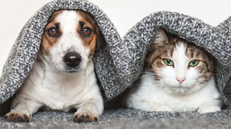 cat and dog cozy under blanket