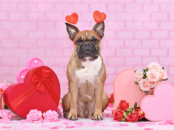 french bulldog with valentines day headband