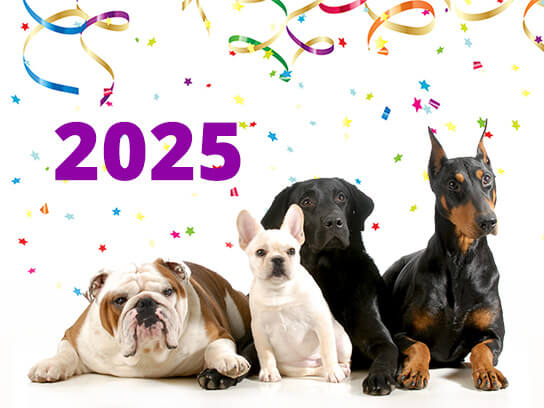 What Your Dog Really Wants for the New Year