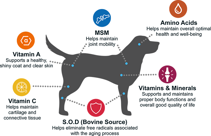 PeakTails Senior Multivitamin Supplement for Dogs Infographic