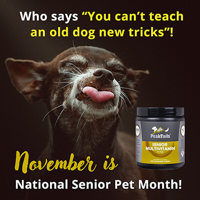 Join us on Social for National Senior Pet Month