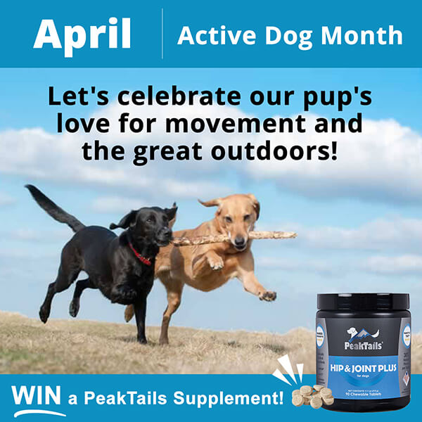 April is Active Dog Month