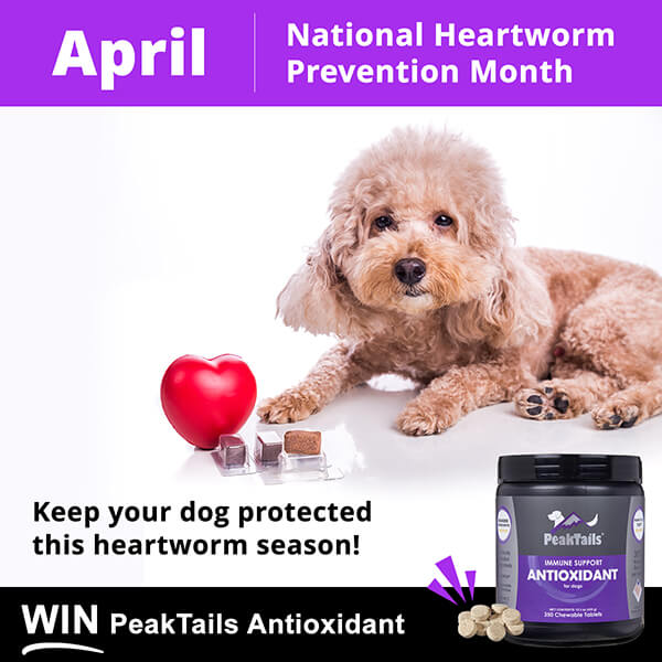 April is Heartworm Prevention Month: