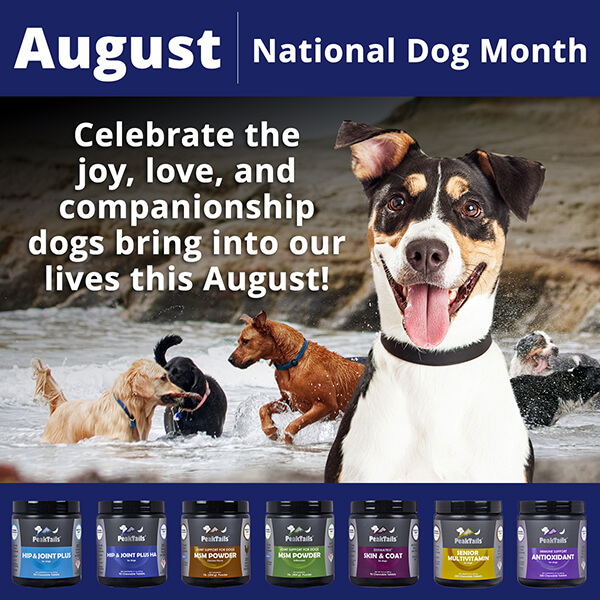 Celebrating August with National Dog Month, Itchy Pet Awareness Month ...