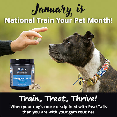 Happy National Train Your Dog Month! 