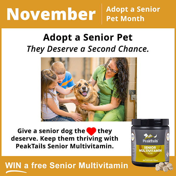 Adopt a Senior Pet Month