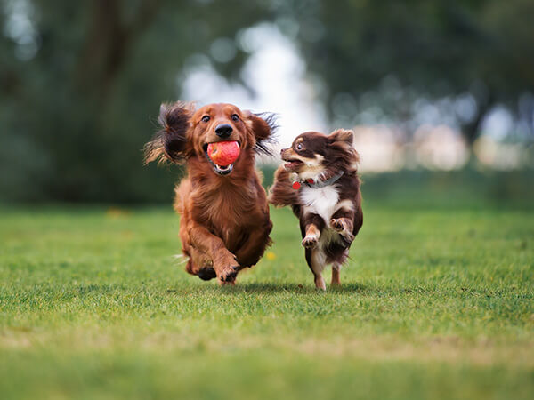 two dogs running in field with apple in mouth