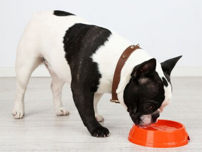 Pet Hydration Prevention Awareness: