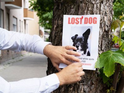 National Lost Pet Prevention Month