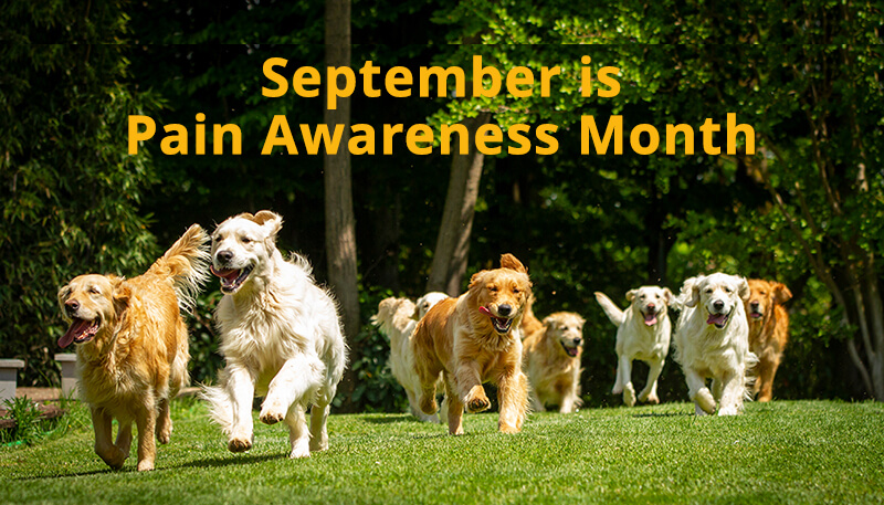 September is Pain Awareness month